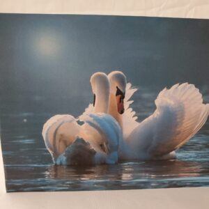 Swans Hug Card