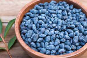 Harvest of Haskap berries, Lonicera caerulea, also calles honeyberries, blue berry honeysuckle or sweetberry honeysuckle